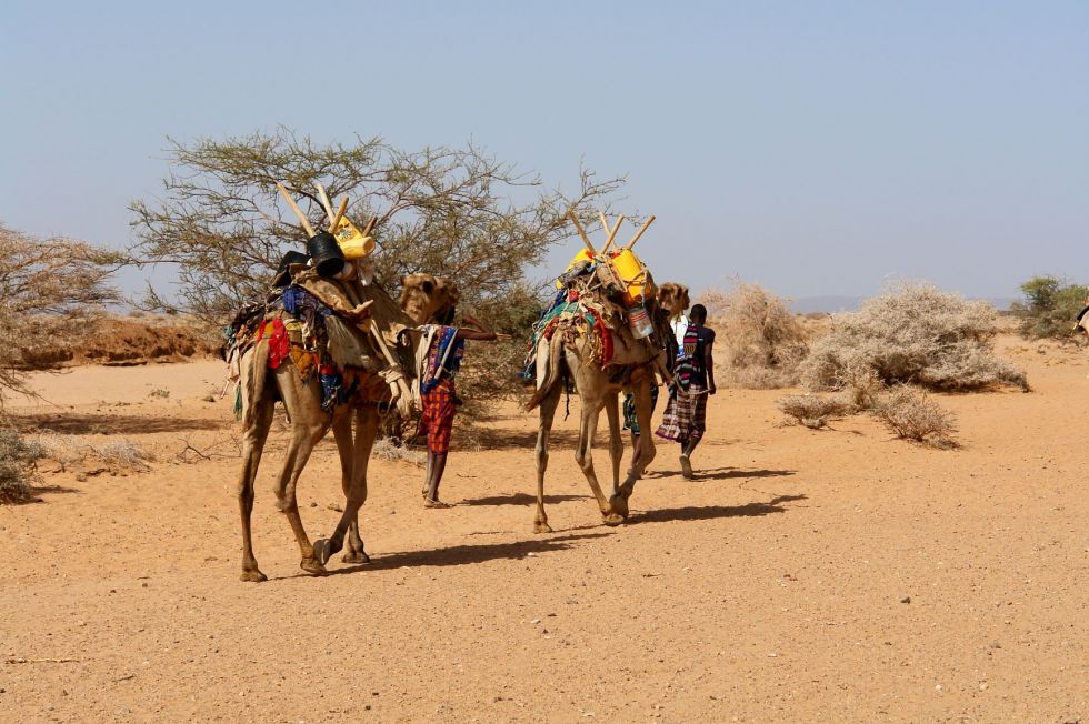Etiopia Somaliland Dzibuti, wielbłądy, wielbłąd